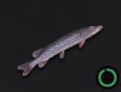 Amur Pike