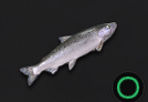 Atlantic Salmon