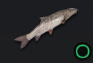 Barbel
