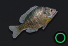 Bluegill