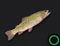 Brook Trout