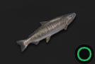 Chum Salmon