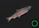 Coho Salmon