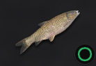 Grass Carp
