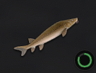 Lake Sturgeon