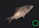 Prussian Carp