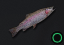 Rainbow Trout