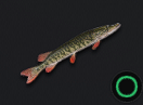 Redfin Pickerel