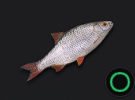 Roach