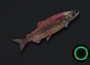 Sockeye Salmon