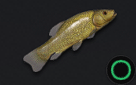 Tench