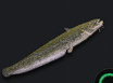Wels Catfish