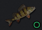 Yellow Perch