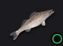 Zander
